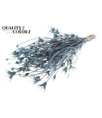 QC Nigella Oriëntalis per bunch Frosted Light Blue | Per 6 stuks