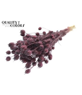 QC Nigella per bunch Burgundy ( x 6 )