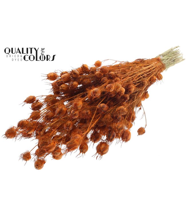 Nigella per bunch Orange ( x 6 )