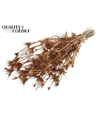 QC Nigella Oriëntalis per bunch Terracotta | Per 6 stuks