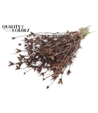 QC Nigella Oriëntalis per bunch Brown | Per 6 stuks