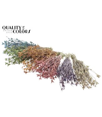 QC Nigella Oriëntalis per bunch Frosted Mixed Colours | Per 6 stuks