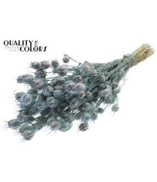 QC Nigella per bunch Frosted Light Blue ( x 15 )