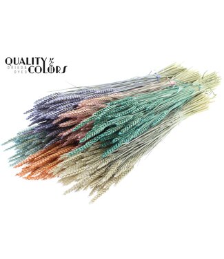 QC Triticum per bunch Pearl Mix ( x 6 )