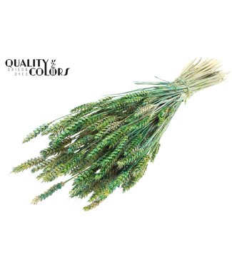 QC Triticum per bunch Multicolour Green ( x 6 )