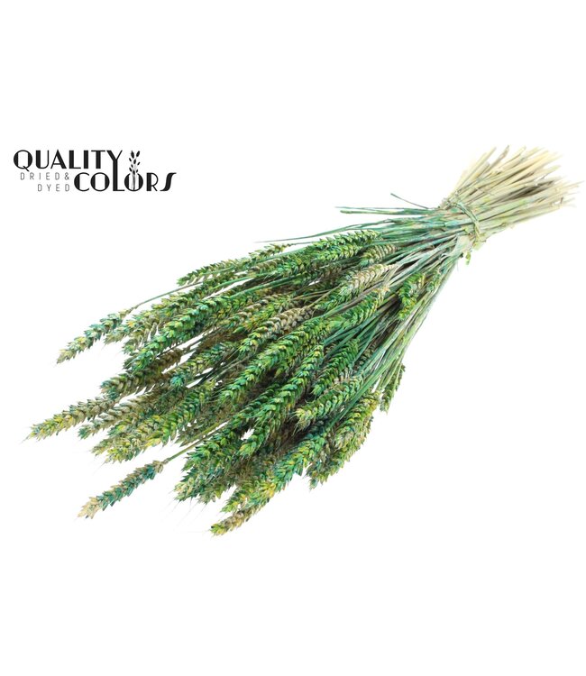 Triticum per bunch Multicolour Green ( x 6 )
