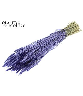 QC Triticum per bunch Metallic Purple ( x 6 )