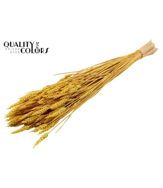 Triticum (sunbleached) per bunch Yellow ( x 20 )