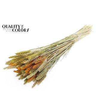 QC Triticum per bunch Summer Mix | Per 6 stuks