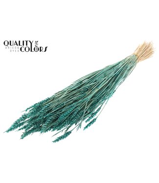 QC Triticum (sunbleached) per bunch Turquoise ( x 6 )