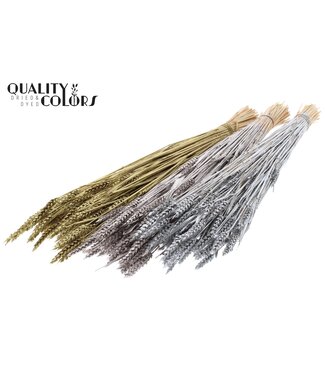 QC Triticum (sunbleached) per bunch Mixed colours Wedding | Per 6 stuks