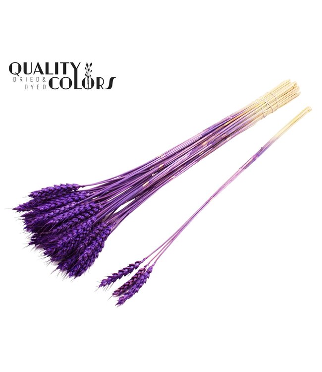 Triticum 3pc/Tuft Purple ( x 150 )