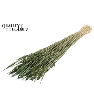 QC Triticum (sunbleached) per bunch Pearl Green ( x 6 )