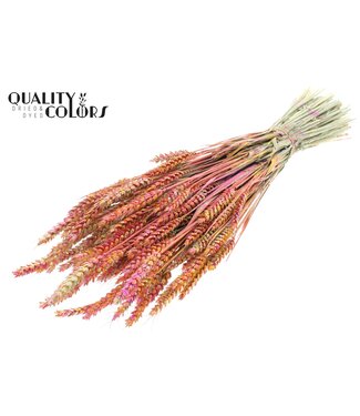 QC Triticum per bunch Multicolour Cerise | Per 6 stuks