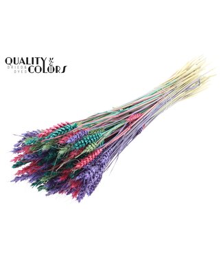 QC Triticum per bunch Colourful 7 ( x 6 )