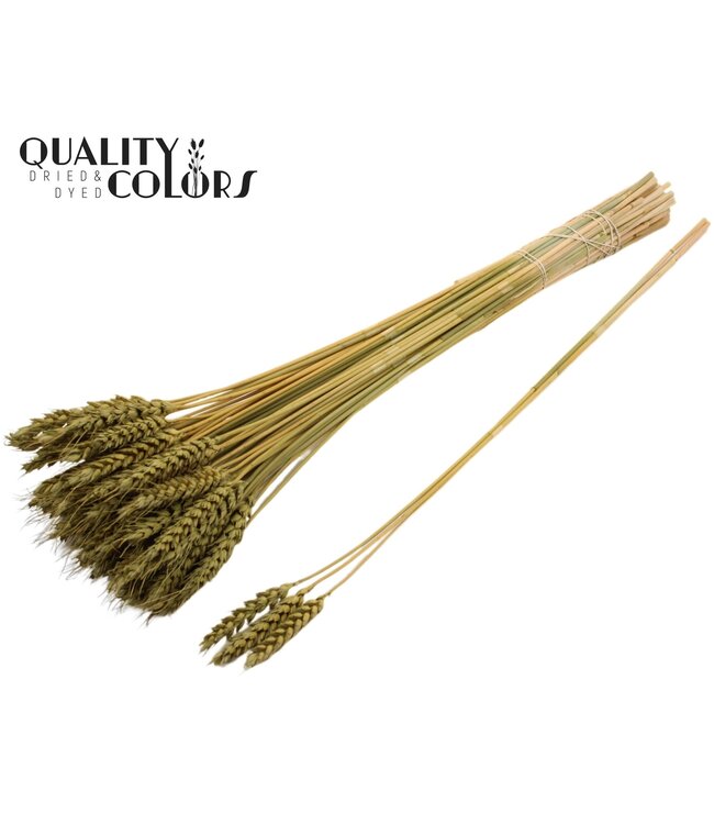 Triticum 3pc/Tuft Olive ( x 150 )