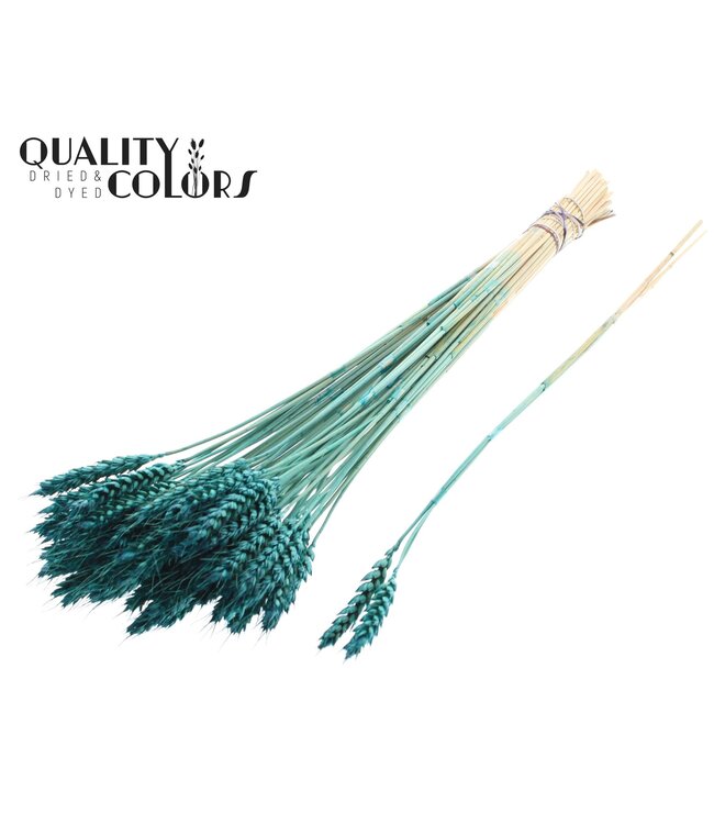 Triticum 3pc/Tuft Turquoise ( x 150 )