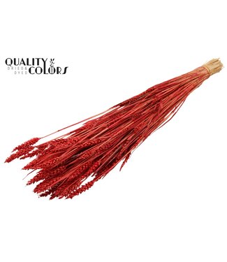 QC Triticum (sunbleached) per bunch Red | Per 20 stuks