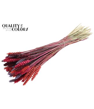 QC Triticum per bunch Colourful 9 ( x 6 )