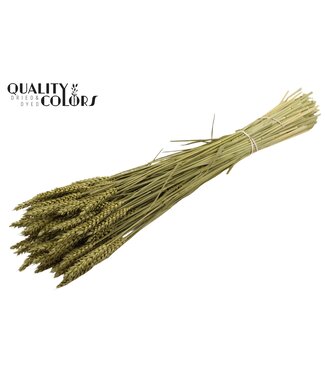 QC Triticum per bunch Olive | Per 6 stuks