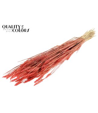 QC Triticum (sunbleached) per bunch Coral ( x 20 )