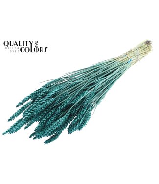 QC Triticum per bunch Turquoise ( x 6 )