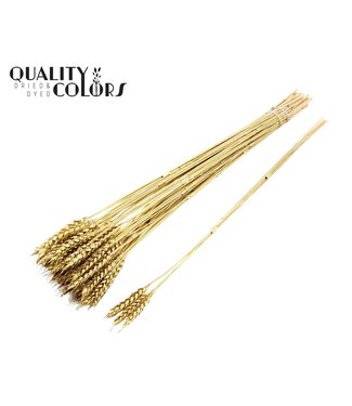 QC Triticum 3pc/Tuft Gold ( x 150 )