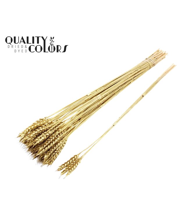 Triticum 3pc/Tuft Gold ( x 150 )