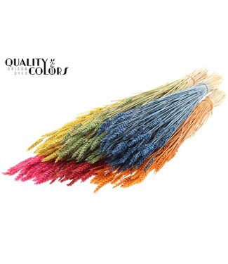 QC Triticum (sunbleached) per bunch Mixed colours | Per 20 stuks