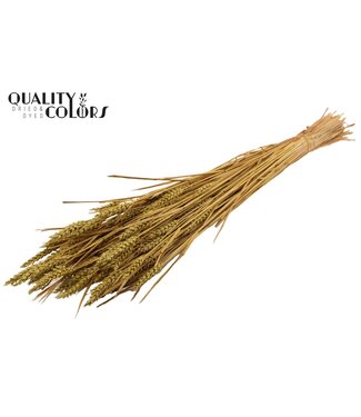 QC Triticum (sunbleached) per bunch Olive ( x 6 )