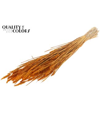 QC Triticum (sunbleached) per bunch Apricot | Per 6 stuks