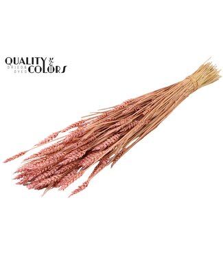 QC Triticum (sunbleached) per bunch Frosted Light Pink | Per 20 stuks