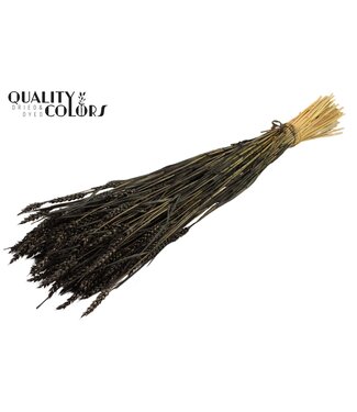 QC Triticum (sunbleached) per bunch Black ( x 20 )