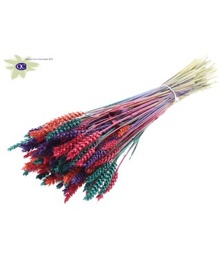 QC Triticum per bunch Colourful 4 ( x 6 )
