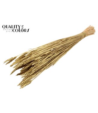 QC Triticum (sunbleached) per bunch Gold ( x 20 )