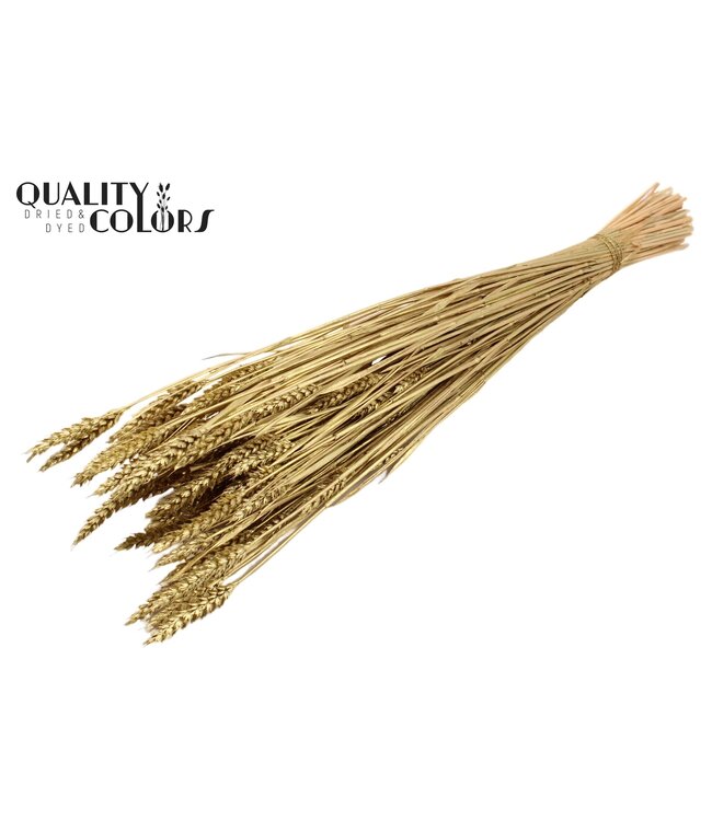 Triticum (sunbleached) per bunch Gold ( x 20 )