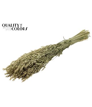 QC Avena per bunch Natural ( x 25 )