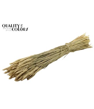 QC Triticum per bunch Natural ( x 6 )