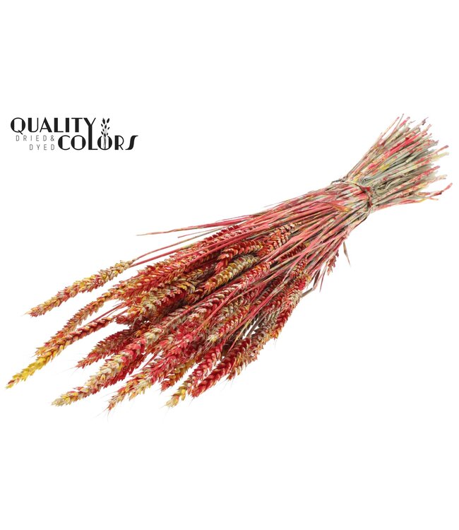 Triticum per bunch Multicolour Red ( x 6 )