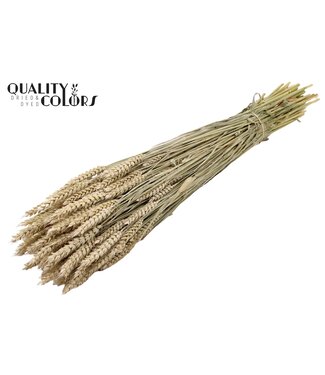 QC Triticum per bunch Frosted White ( x 6 )