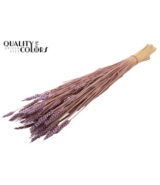 QC Triticum (sunbleached) per bunch Frosted Milka ( x 20 )