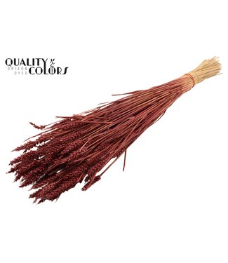 QC Triticum (sunbleached) per bunch Burgundy ( x 6 )