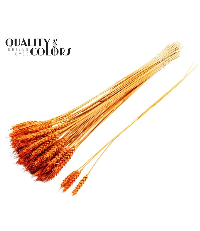 Triticum 3pc/Tuft Orange ( x 150 )