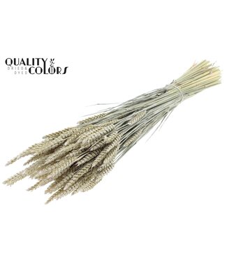 QC Triticum per bunch Pearl White ( x 6 )