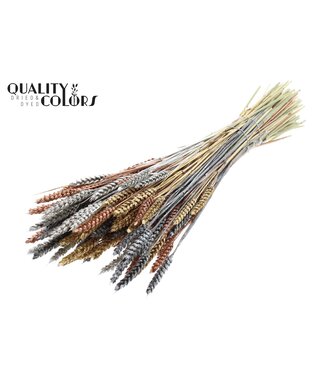 QC Triticum per bunch Metallic Marmer Mix ( x 6 )