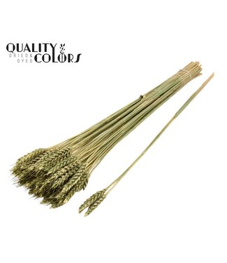 QC Triticum 3pc/Tuft Antique Green ( x 150 )