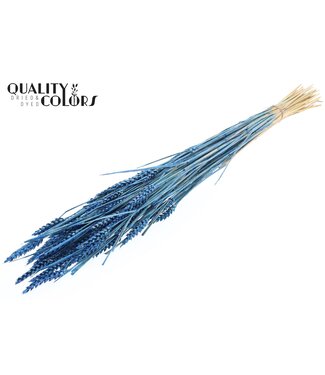 QC Triticum (sunbleached) per bunch Pearl Blue ( x 6 )
