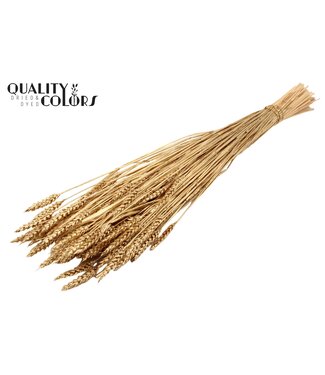 QC Triticum (sunbleached) per bunch Antique Gold ( x 20 )