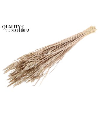 QC Triticum (sunbleached) per bunch Pearl White ( x 6 )