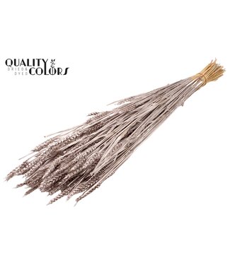 QC Triticum (sunbleached) per bunch Champagne ( x 20 )